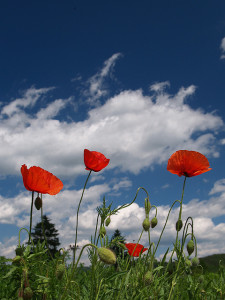 poppies-welcome-to-balanceflow